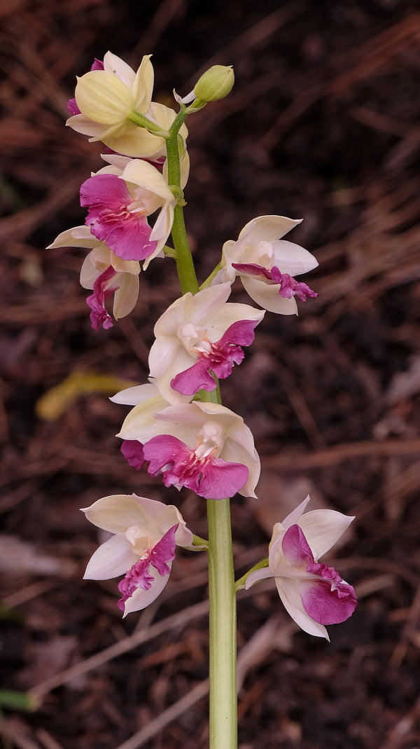 Image of Calanthe 'Kojima Violet'taken at Juniper Level Botanic Gdn, NC by JLBG