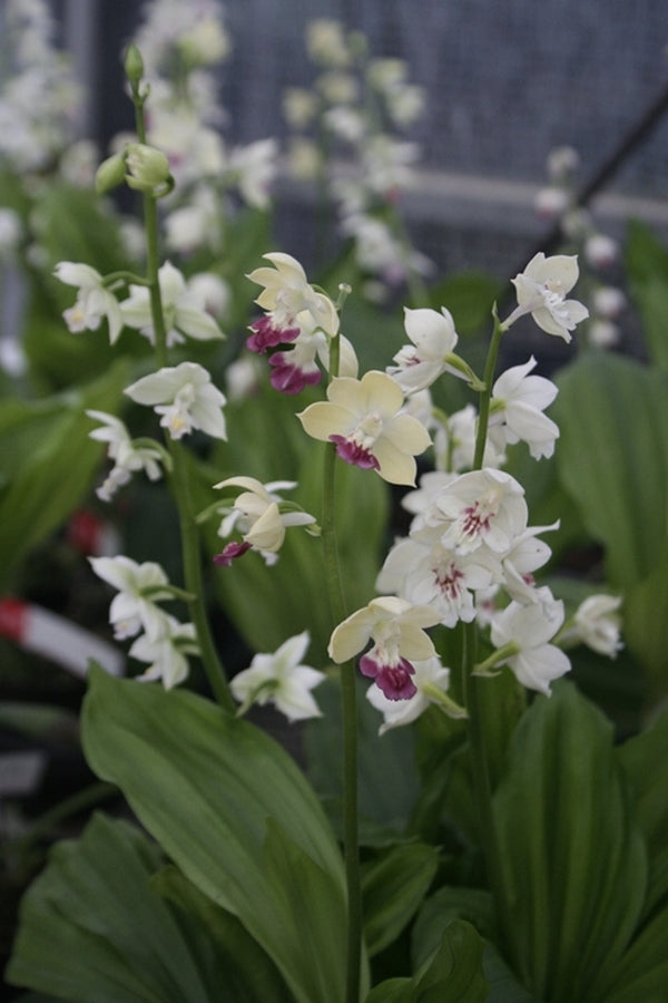 Image of Calanthe 'Kojima White'||T. Izumi