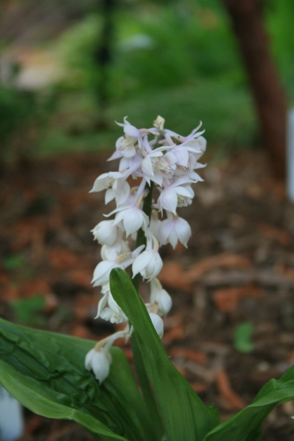 Image of Calanthe aristulifera|Juniper Level Botanic Gdn, NC|JLBG
