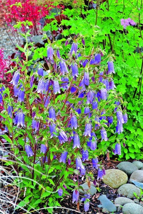Image of Campanula 'Summertime Blues' PP 19,261|Terra Nova Nurseries, OR|Terra Nova Nurseries
