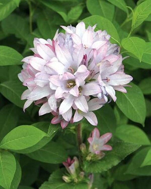 Image of Campanula glomerata 'Caroline'|Juniper Level Botanic Gdn, NC|JLBG