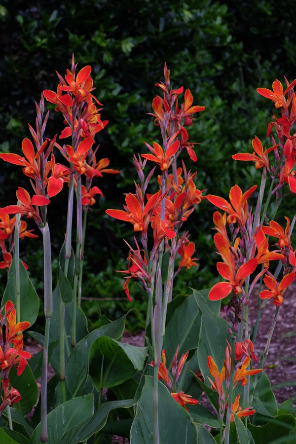 Image of Canna 'Flaming Kabobs'taken at Juniper Level Botanic Gdn, NC by JLBG