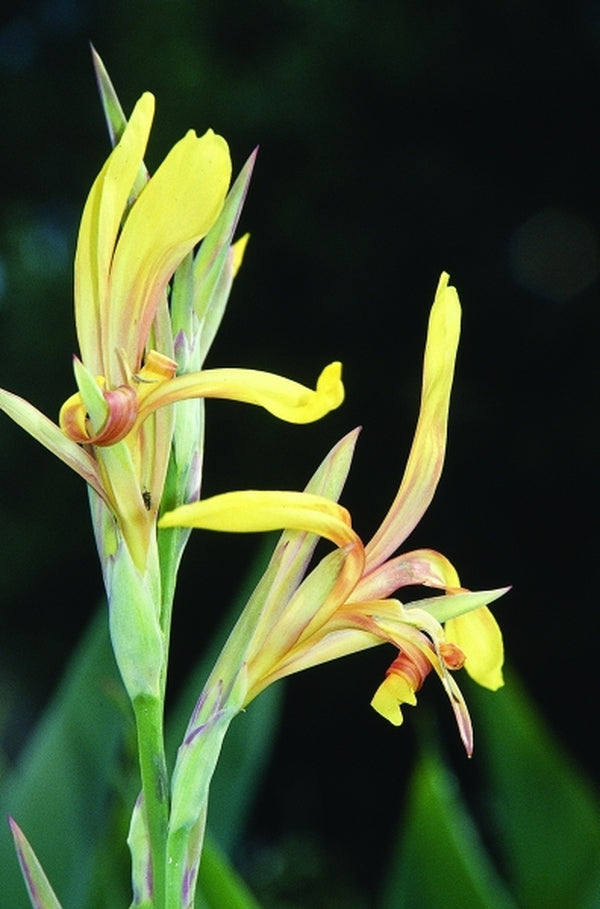 Image of Canna x generalis 'Nuance'|Juniper Level Botanic Gdn, NC|JLBG