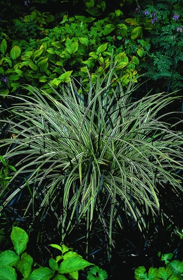 Image of Carex morrowii 'Goldband'|Juniper Level Botanic Gdn, NC|JLBG