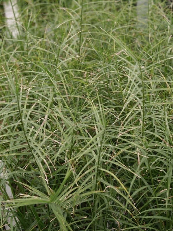 Image of Carex muskingumensis 'Little Midge'|Juniper Level Botanic Gdn, NC|JLBG