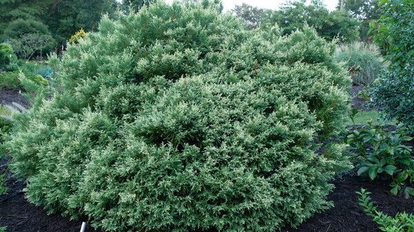 Image of Chamaecyparis pisifera 'Clouded Sky'taken at Juniper Level Botanic Gdn, NC by JLBG