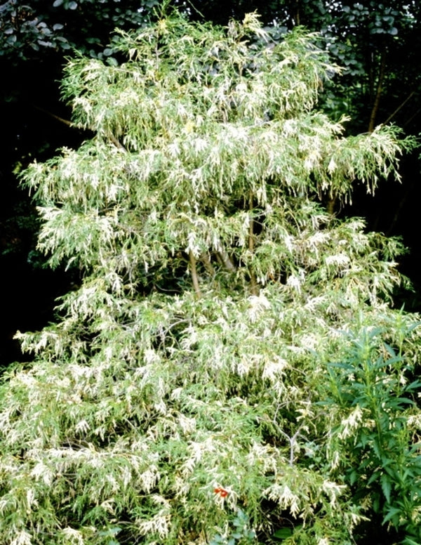 Image of Chamaecyparis pisifera 'Filifera Aureovariegata'|Juniper Level Botanic Gdn, NC|JLBG