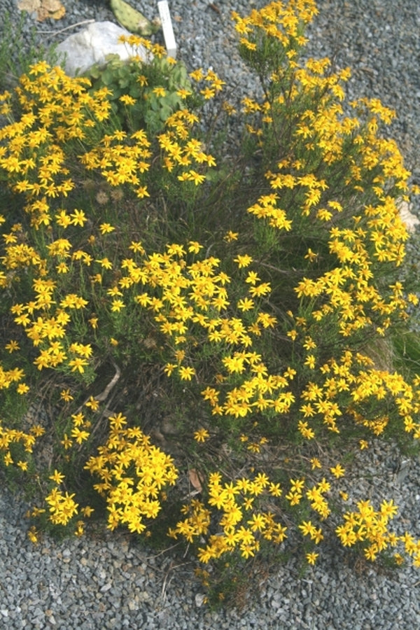 Image of Chrysactinia mexicana|Juniper Level Botanic Gdn, NC|JLBG