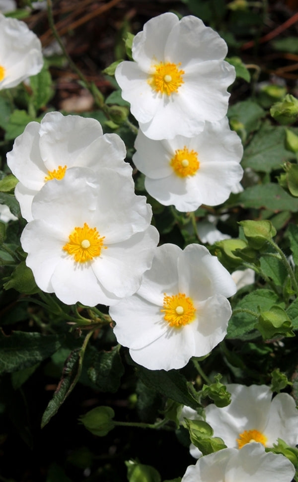 Image of Cistus 'Harper's White'||