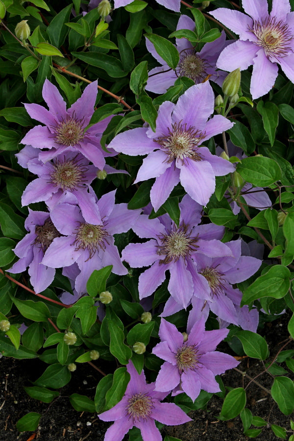 Image of Clematis 'Bijou' PP 15,991 |H. Hansen Gdn, MI|
