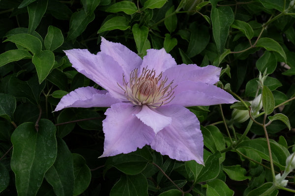 Image of Clematis 'Filigree' PP 16,471||