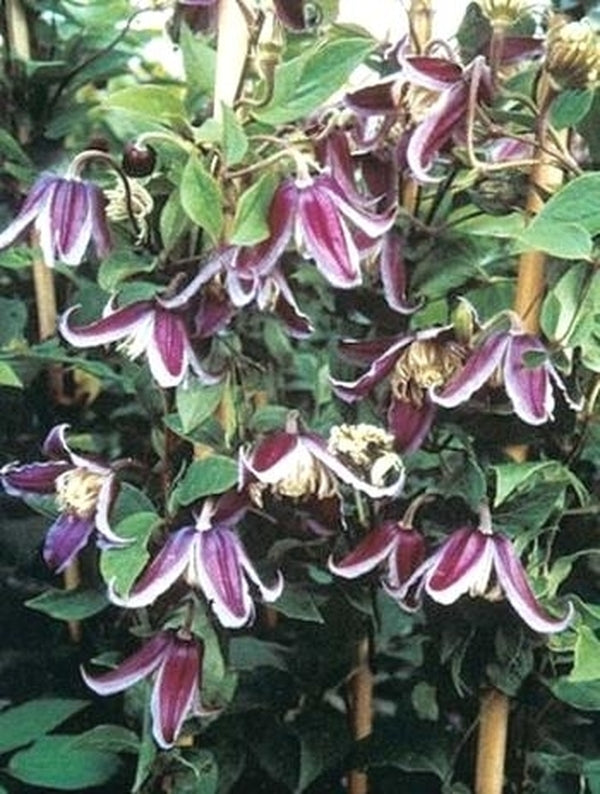Image of Clematis 'Jan Fopma'|Boskoop, NL|PlantHaven