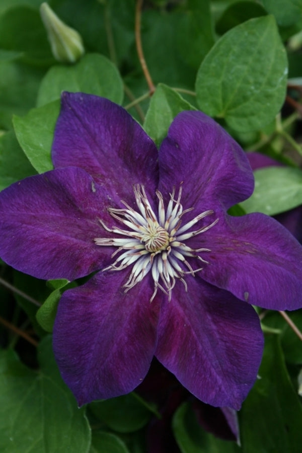 Image of Clematis 'Reiman'|Juniper Level Botanic Gdn, NC|JLBG
