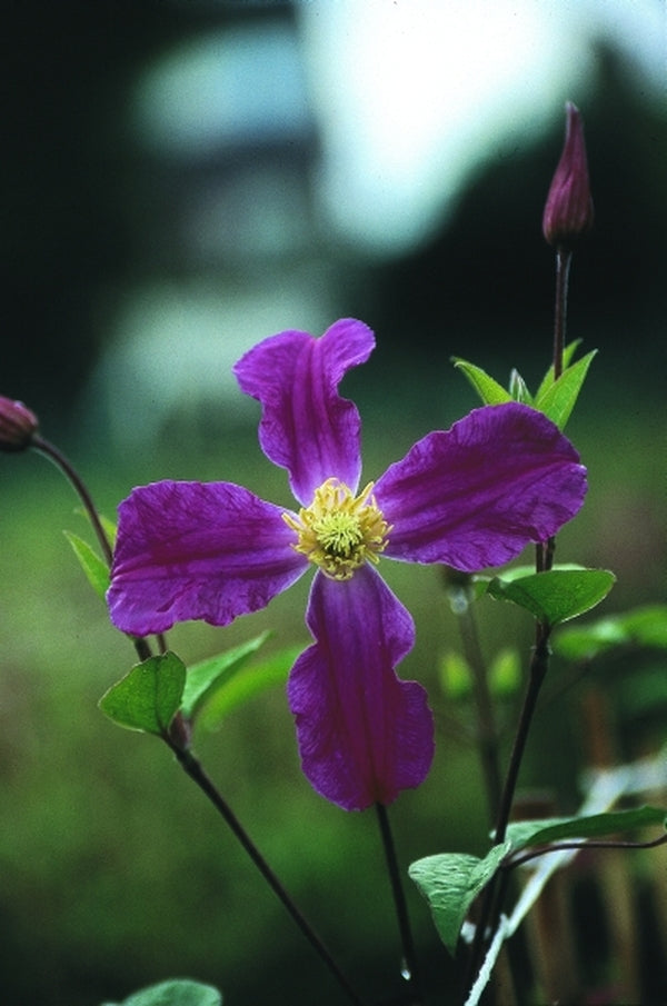 Image of Clematis 'Zoin' PP 14,054|J. van Zoest Nursery, Holland|