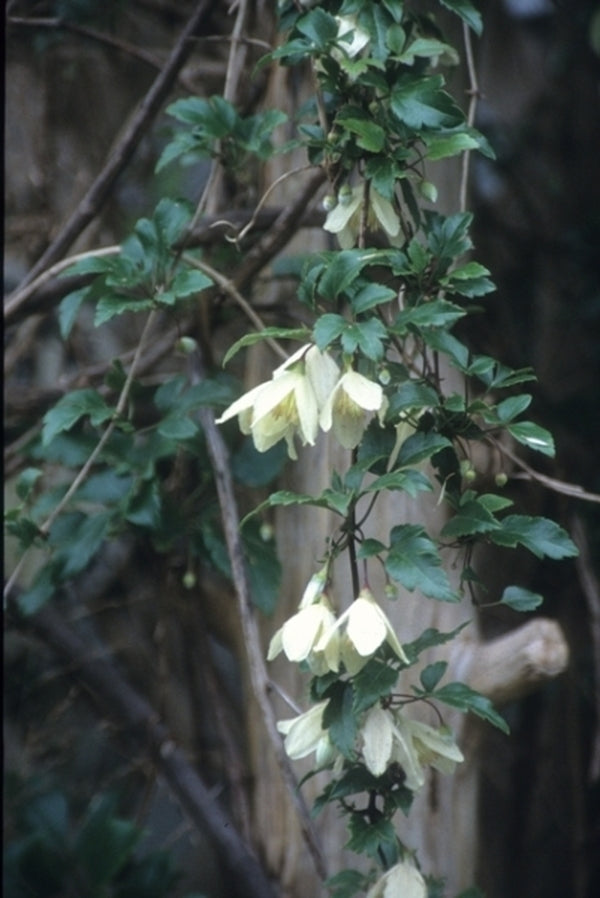 Image of Clematis cirrhosa|Juniper Level Botanic Gdn, NC|JLBG