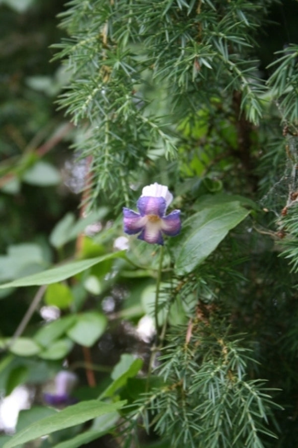 Image of Clematis crispa 'New Hope'||