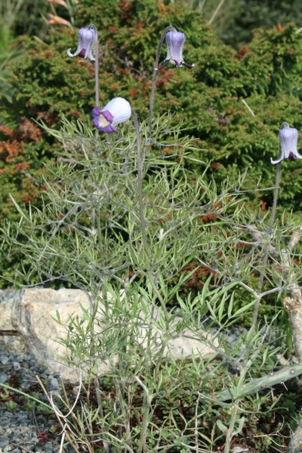 Image of Clematis hirsutissima|Juniper Level Botanic Gdn, NC|JLBG