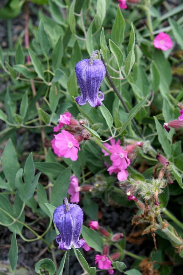 Image of Clematis scottii 'Custer's Best Stand'||