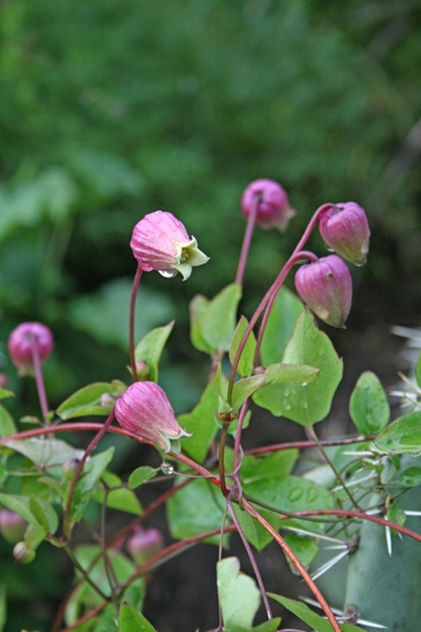 Image of Clematis versicolor|Juniper Level Botanic Gdn, NC|JLBG