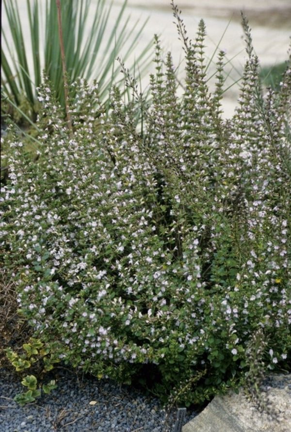 Image of Clinopodium georgianum 'Barbour Belle'|Juniper Level Botanic Gdn, NC|JLBG