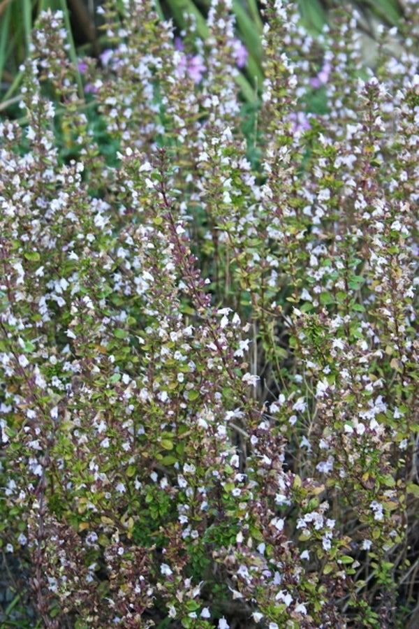 Image of Clinopodium georgianum|Juniper Level Botanic Gdn, NC|JLBG