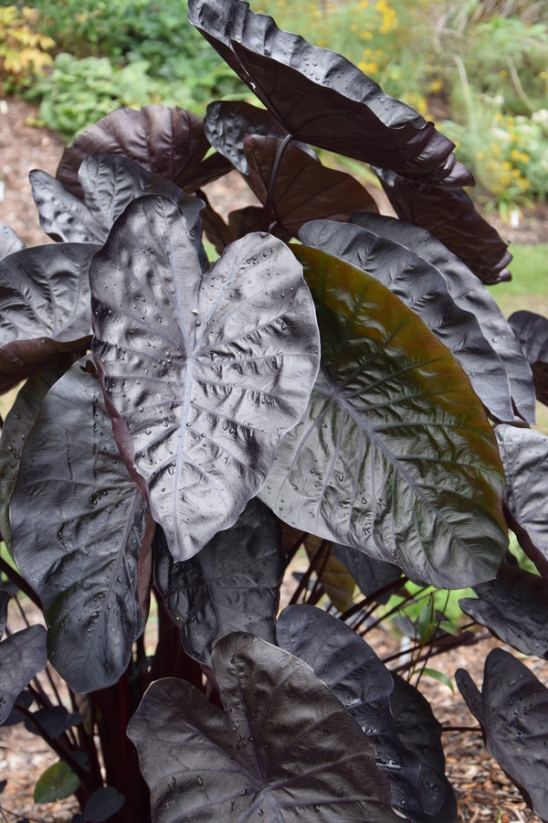 Image of Colocasia esculenta 'Black Ripple' PP 26,151taken at Juniper Level Botanic Gdn, NC by JLBG