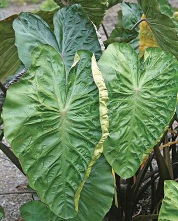 Image of Colocasia esculenta 'Hilo Bay' PP 20,108|Juniper Level Botanic Gdn, NC|JLBG
