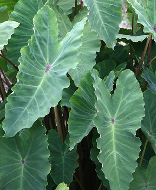 Image of Colocasia esculenta 'Surf City'|Juniper Level Botanic Gdn, NC|JLBG