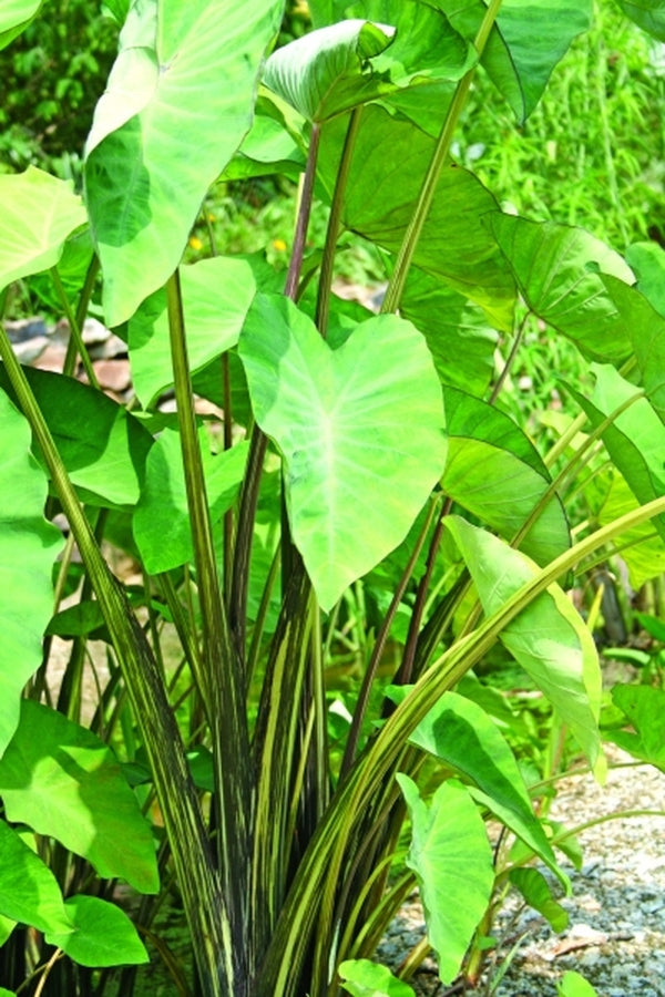 Image of Colocasia esculenta 'Tiger Stripe'|Juniper Level Botanic Gdn, NC|JLBG