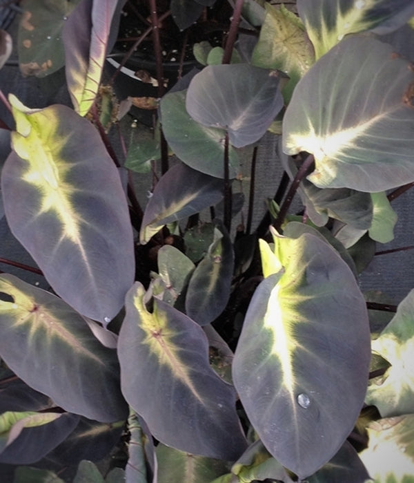 Image of Colocasia esculenta 'Tropical Storm' PP 28,567|Planthaven, CA|J. Cho