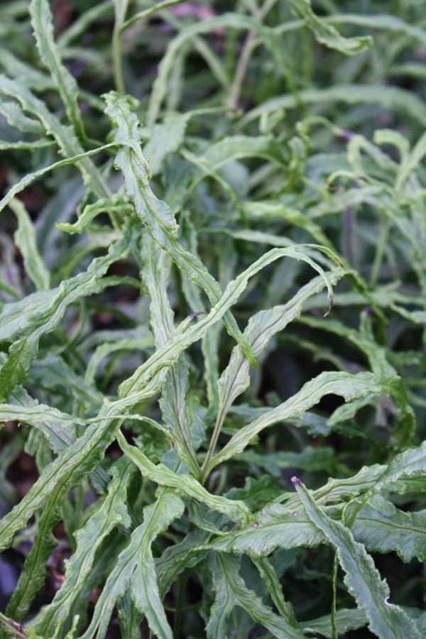 Image of Coniogramme intermedia 'Rasha'|Juniper Level Botanic Gdn, NC|JLBG