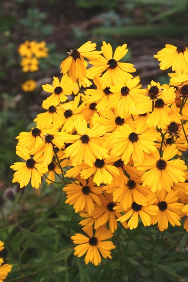 Image of Coreopsis gladiata Florida form|Juniper Level Botanic Gdn, NC|JLBG