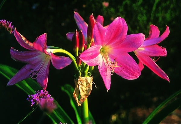 Image of Crinum 'Bradley'|Juniper Level Botanic Gdn, NC|JLBG