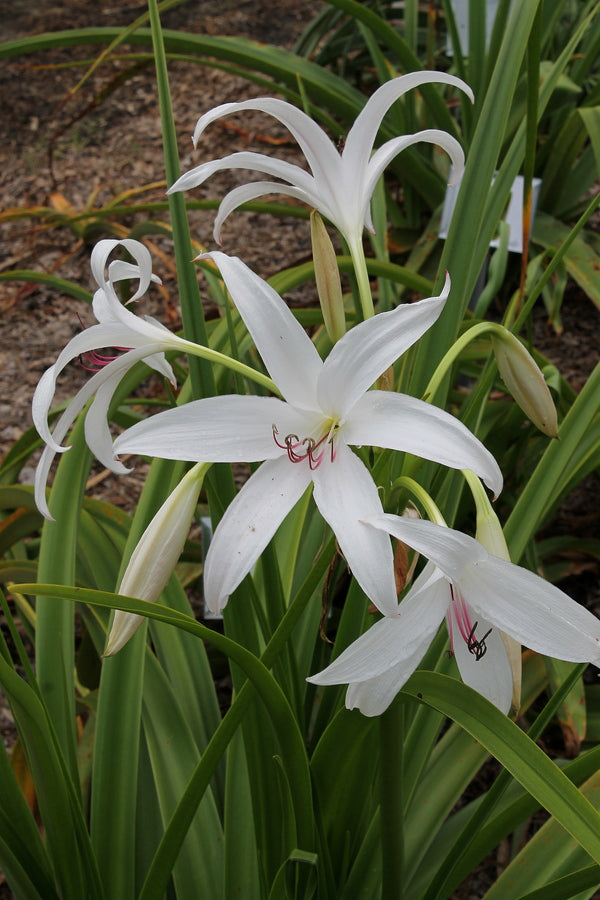 Image of Crinum 'Brighter Star'|Juniper Level Botanic Gdn, NC|JLBG