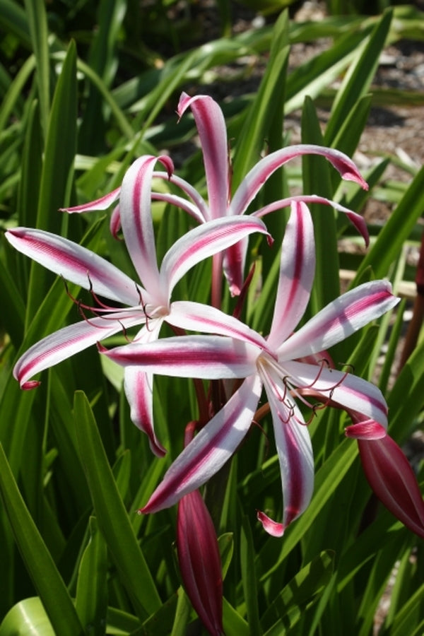 Image of Crinum 'Dragon Lady'|Juniper Level Botanic Gdn, NC|JLBG