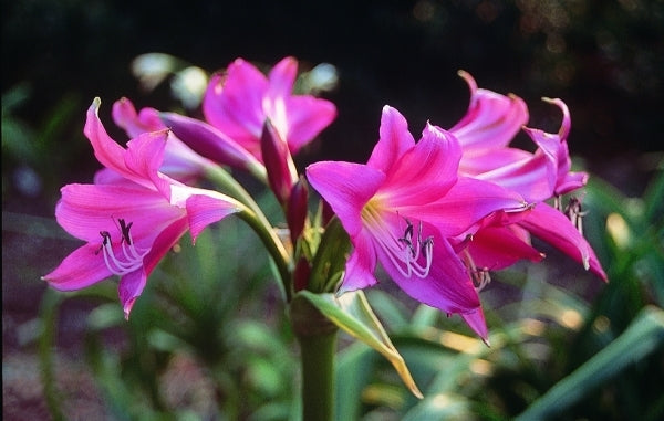 Image of Crinum 'Elizabeth Traub'|Juniper Level Botanic Gdn, NC|JLBG