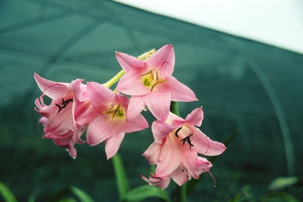 Image of Crinum 'Emma Jones'|Juniper Level Botanic Gdn, NC|JLBG