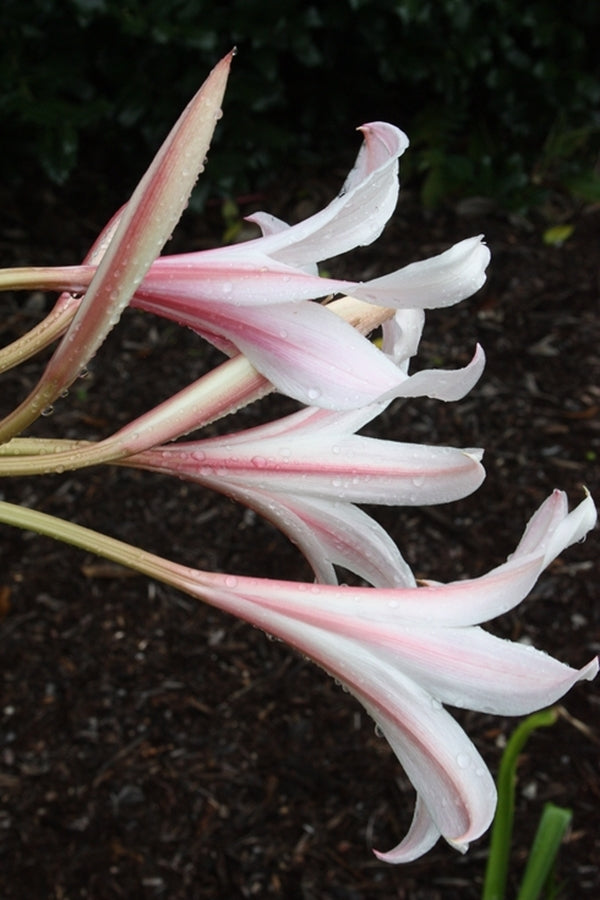 Image of Crinum 'Long Shot'||