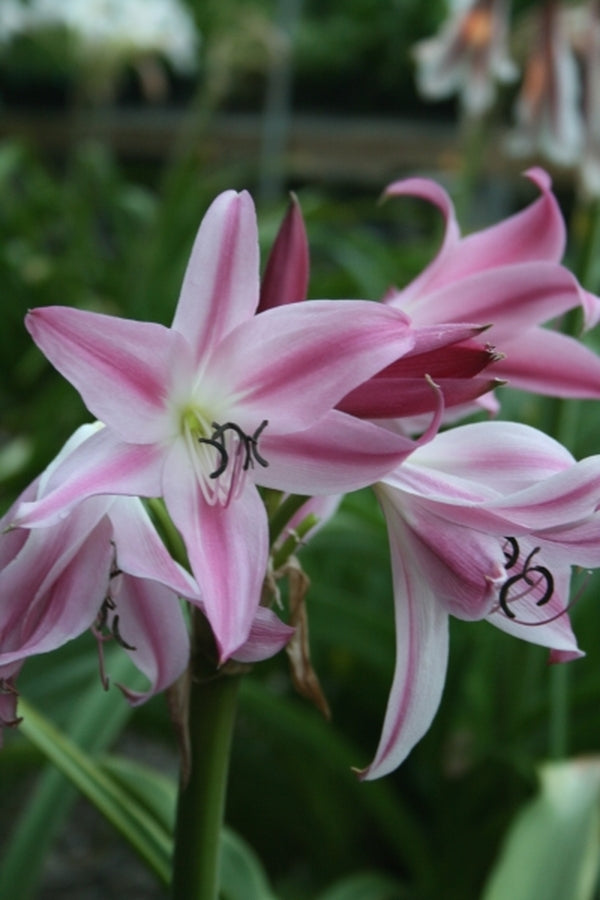 Image of Crinum 'Parfait'|Juniper Level Botanic Gdn, NC|JLBG
