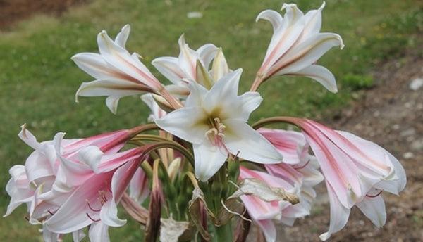 Image of Crinum bulbispermum 'Chessmaster'||
