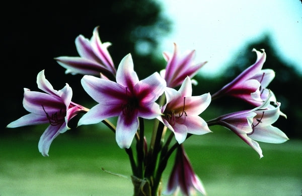 Image of Crinum bulbispermum 'Sacramento'|Juniper Level Botanic Gdn, NC|JLBG