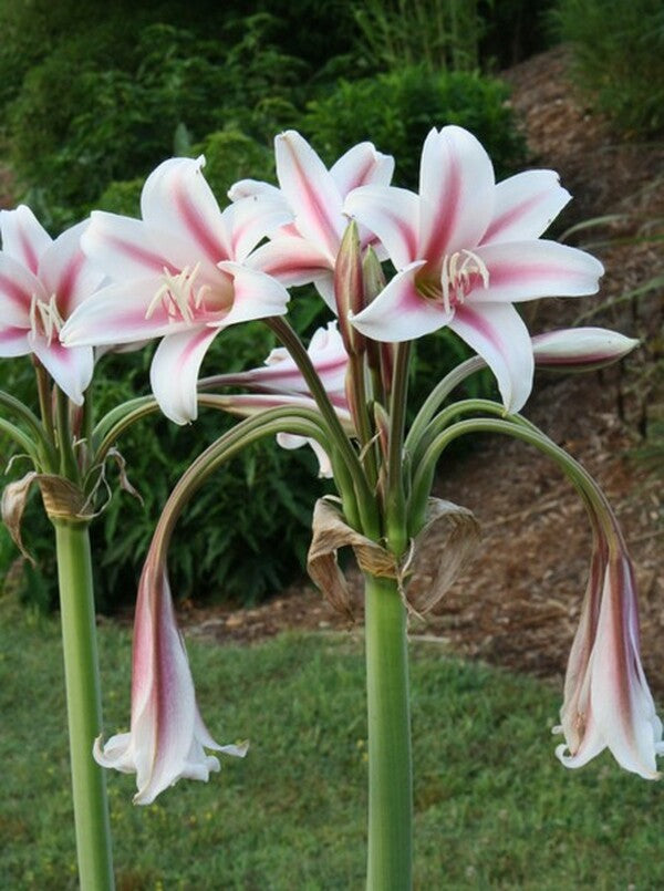 Image of Crinum x herbertii 'Paul Bunyan'|Juniper Level Botanic Gdn, NC|JLBG