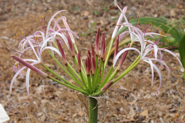 Image of Crinum ligulatum 'Shooting Stars'taken at Juniper Level Botanic Gdn, NC by JLBG