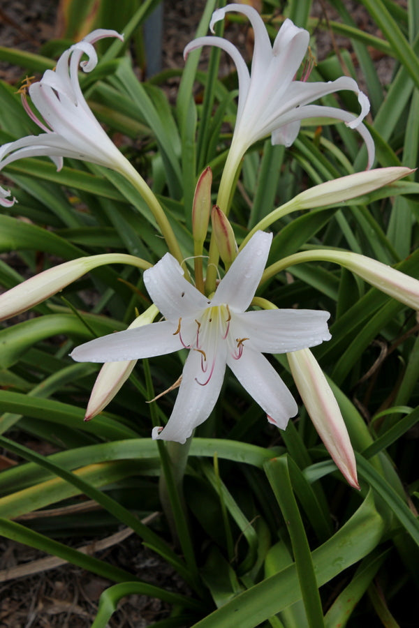 Image of Crinum lugardiae 'White Dove'|Juniper Level Botanic Gdn, NC|JLBG