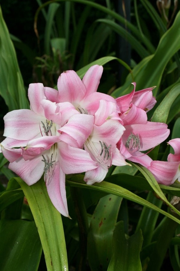 Image of Crinum x worsleyi 'Garden Party'|Juniper Level Botanic Gdn, NC|JLBG