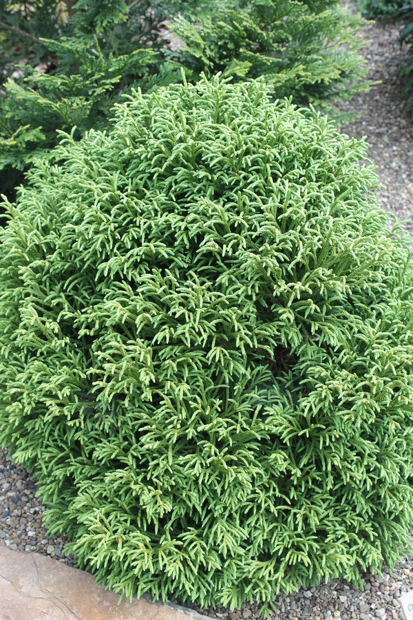 Image of Cryptomeria japonica 'Little Diamond'|Unique Plant|