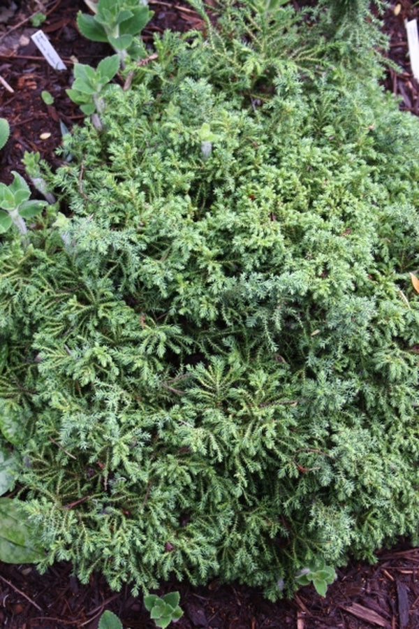Image of Cryptomeria japonica 'Ryoku Gyoku Ryu'||
