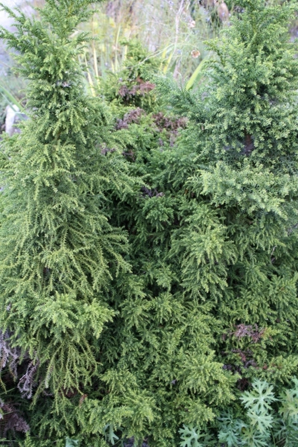 Image of Cryptomeria japonica 'Tansu'||