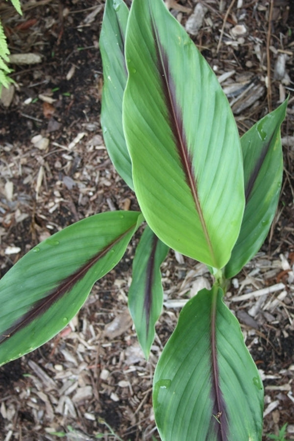 Image of Curcuma 'Pink Plush'|Juniper Level Botanic Gdn, NC|JLBG