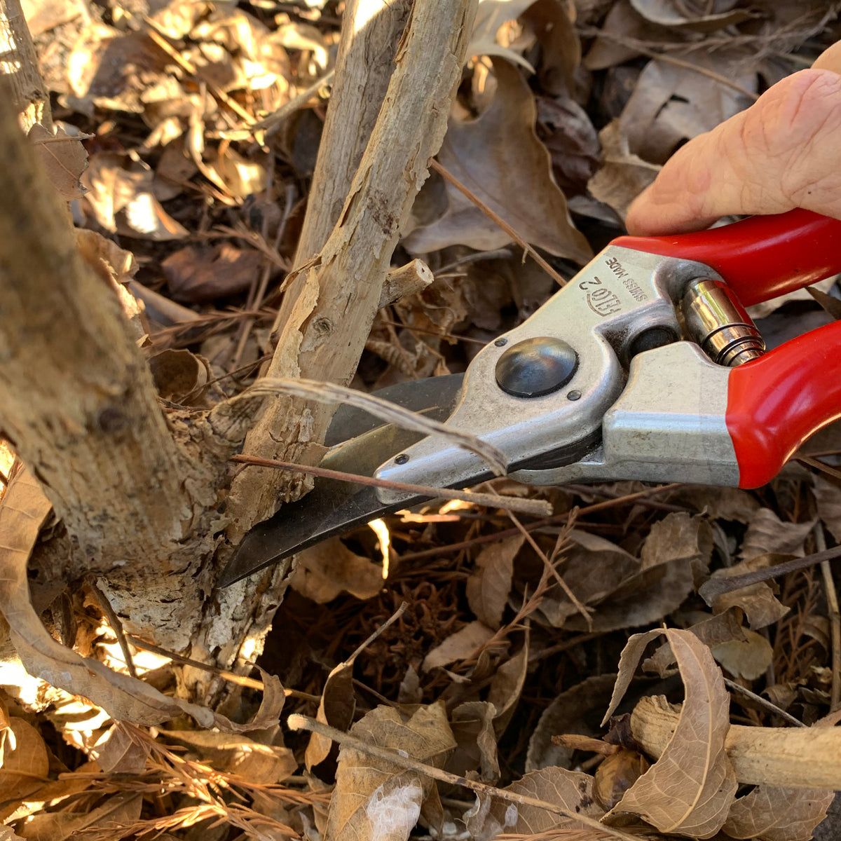 Renewal Pruning